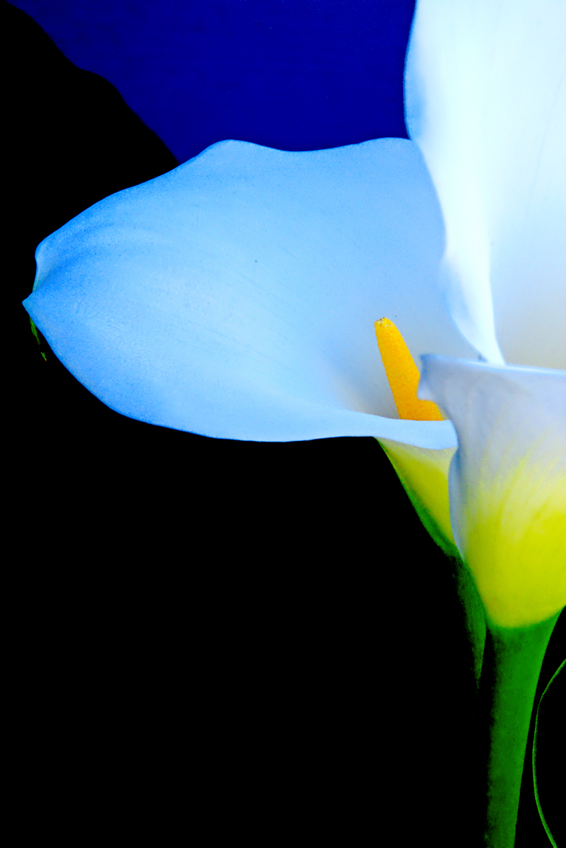 Grace