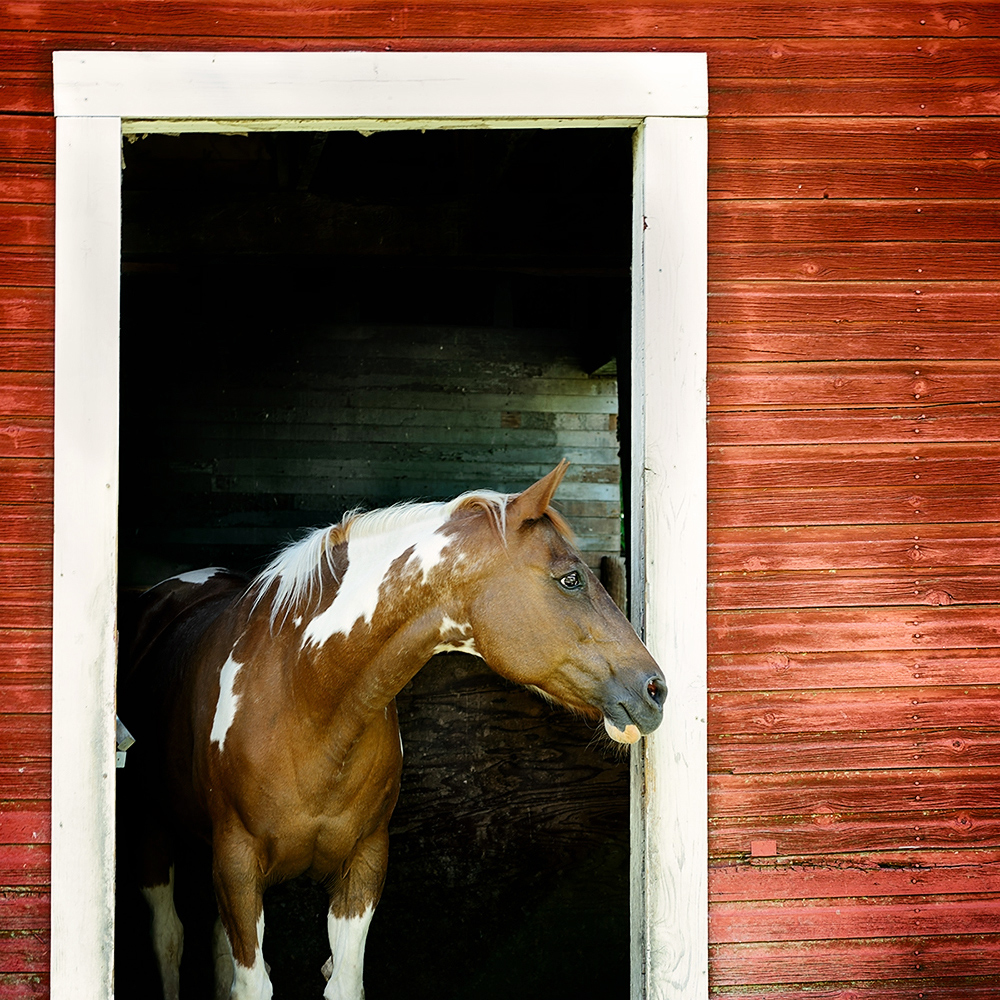 Horse and Barn