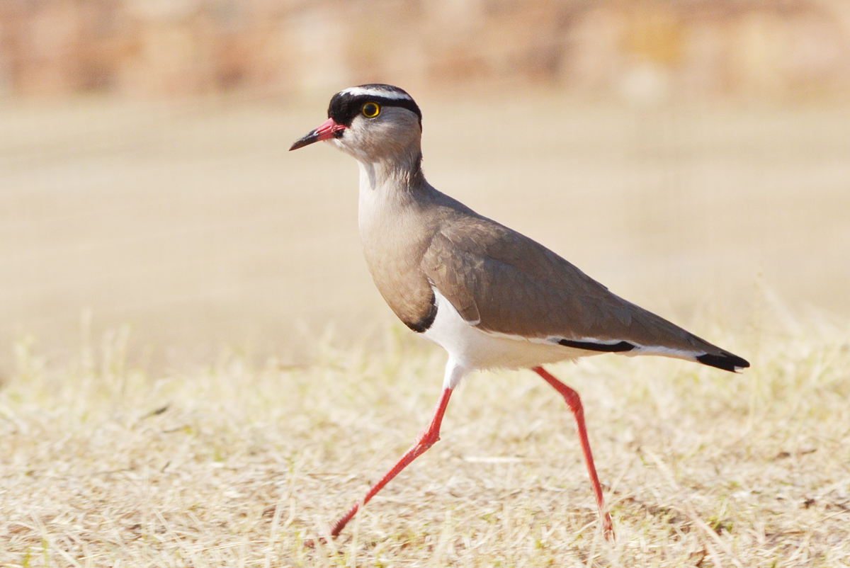 Crowned Lapwing