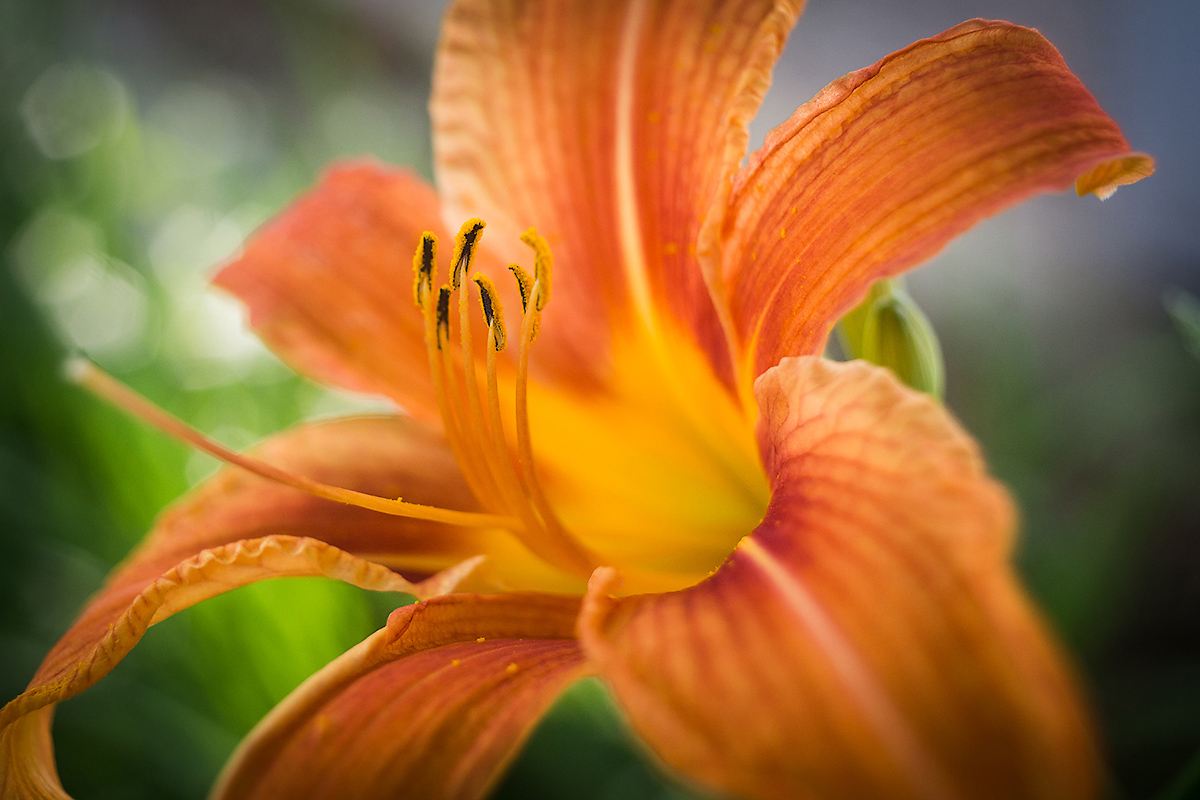 Lily At f/4