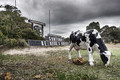 An Udder Sign to be Found on Cows Neck