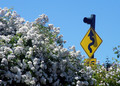 roses and sign