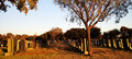 The trees watch over them