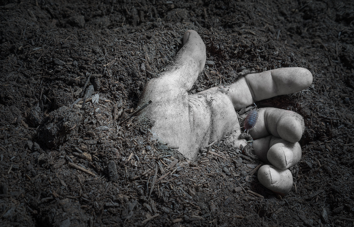 Shallow Grave
