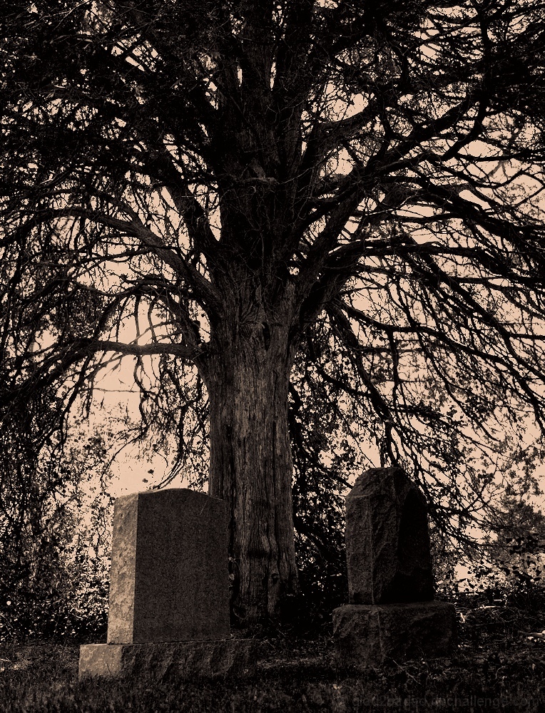 Under the Cedar Tree