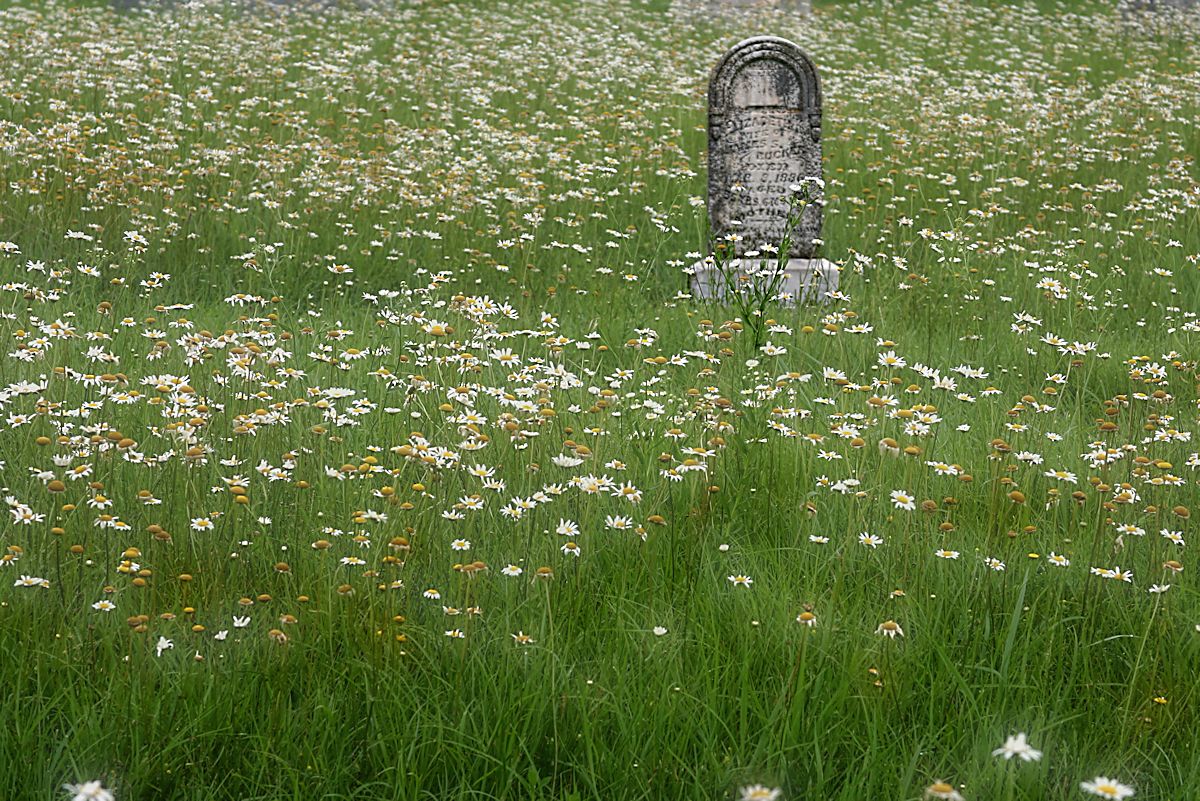 Pushing Up Daisies