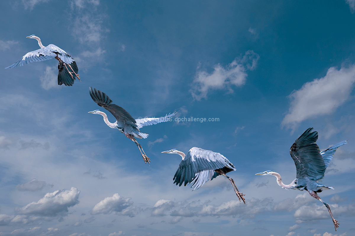 A Blue Heron In Flight