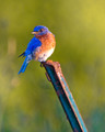 Evening Bluebird
