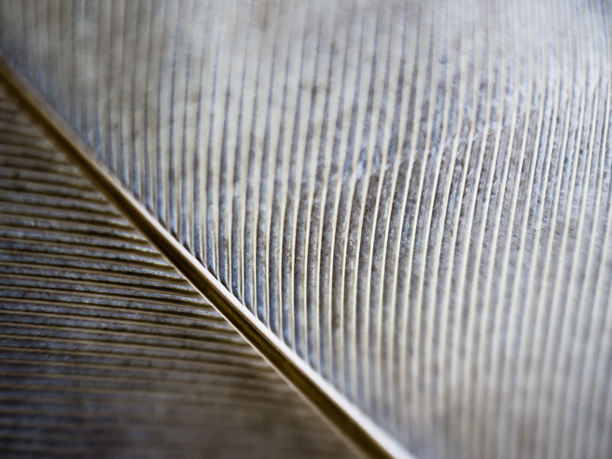 Feather Shaft