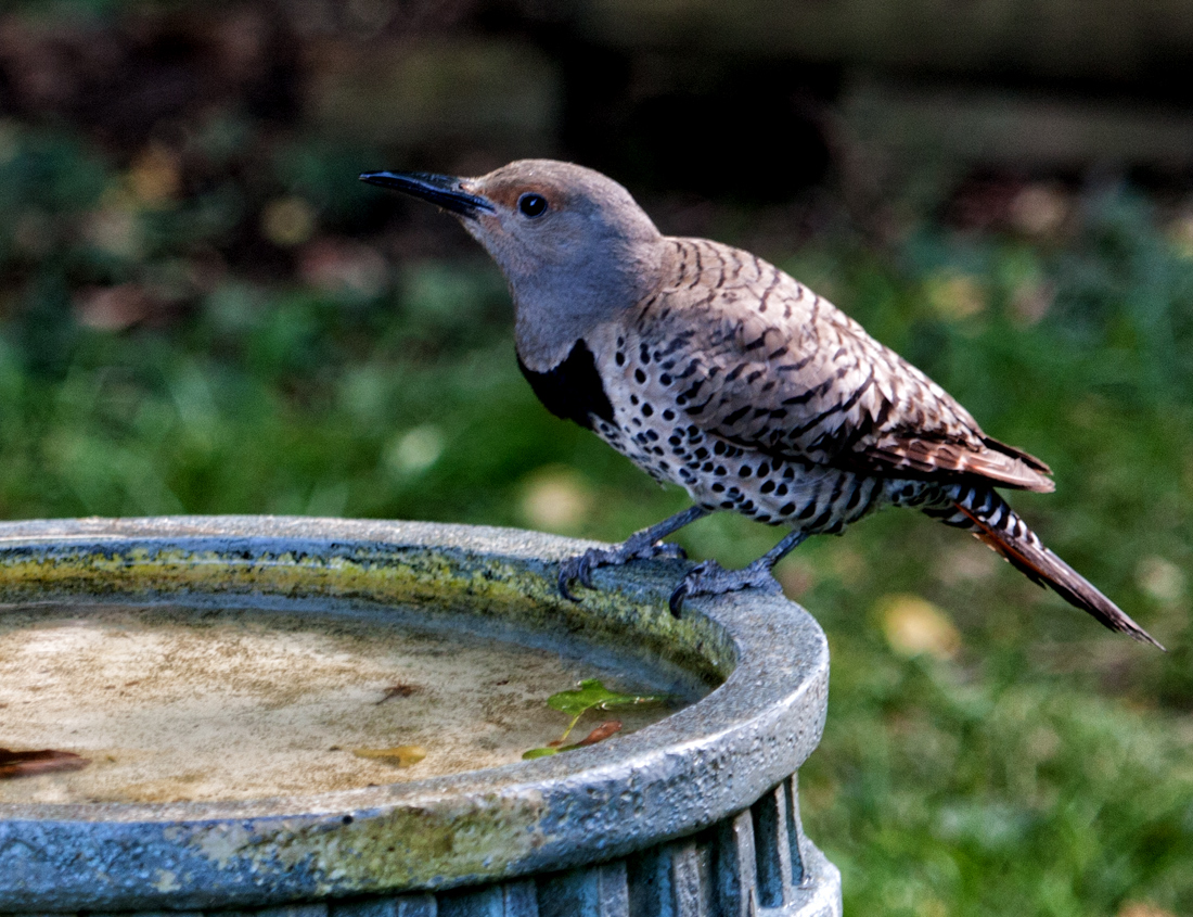 Northern Flicker  RED-Shafted Female