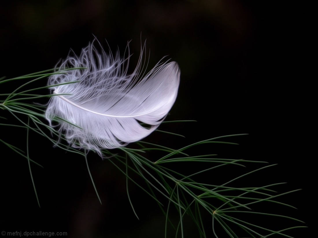 It's not enough to have the feathers. You must dare to fly!  -Cass van Krah