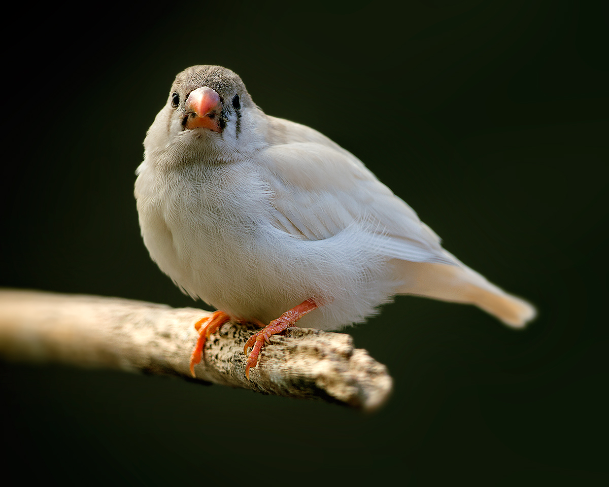 White Zebra Finch