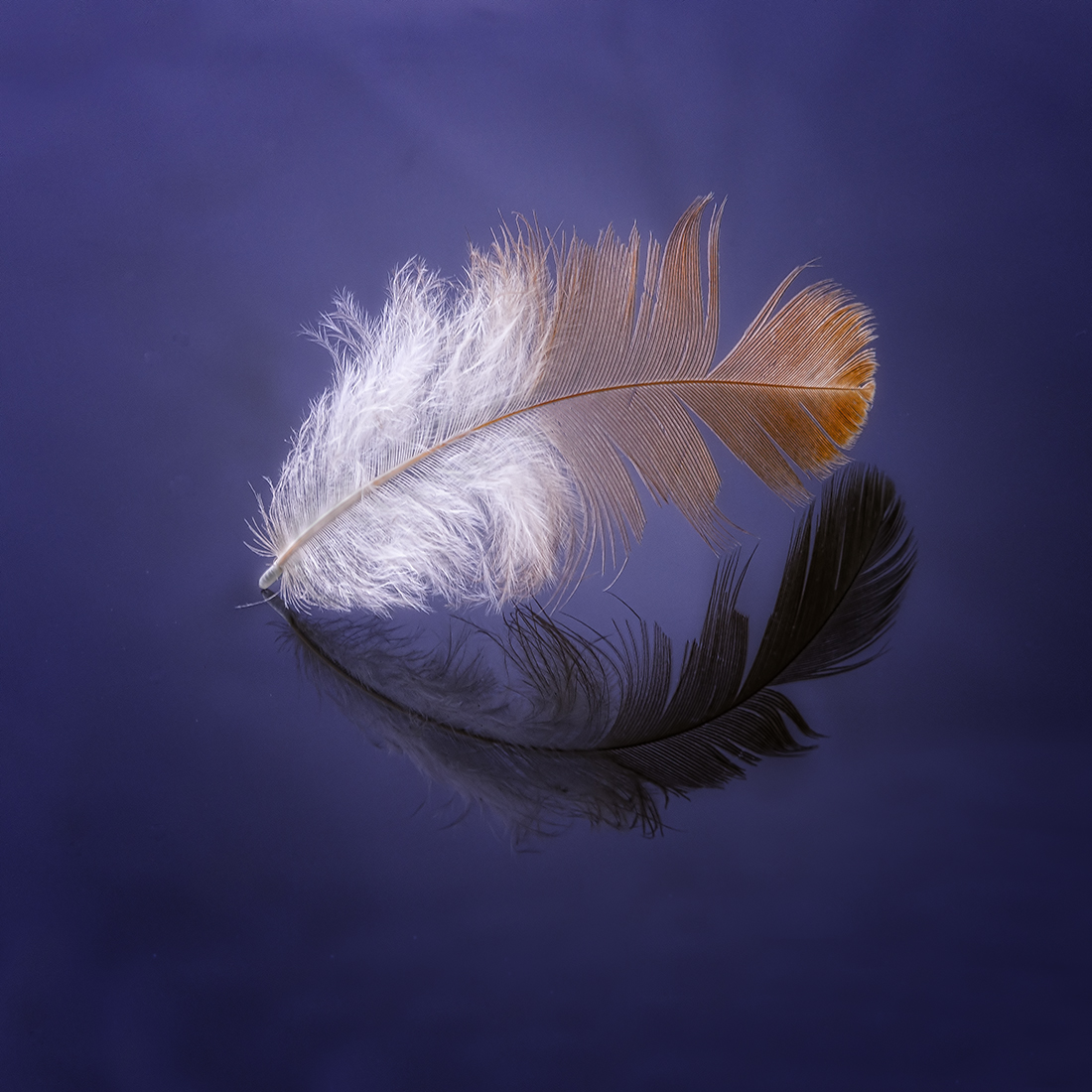 Featherly Reflections