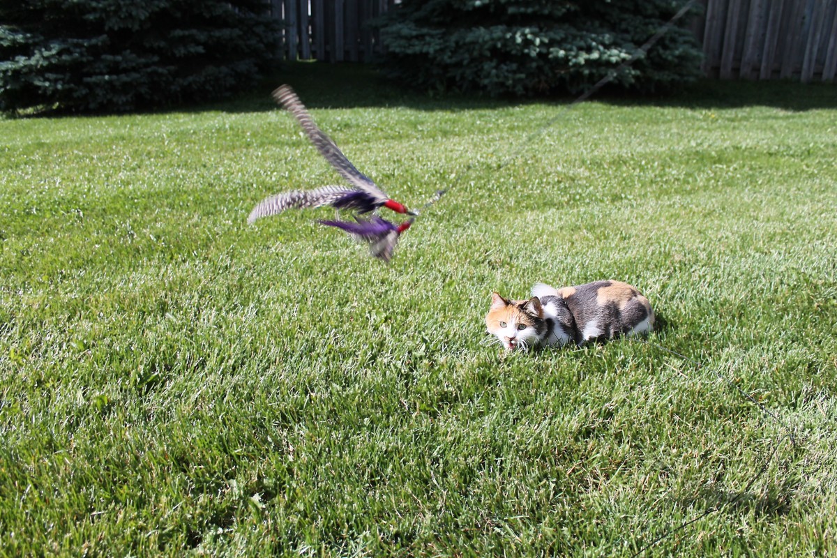 Backyard Fun in the Sun