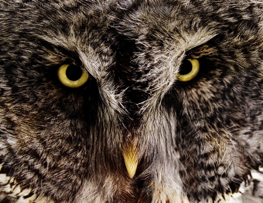 Hunter's Gaze
