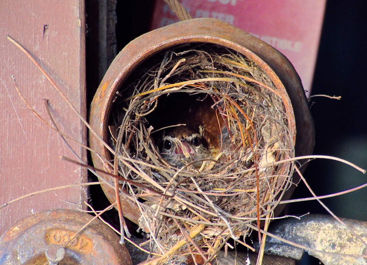 Steam Punk Wren