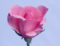 Pastel Rose