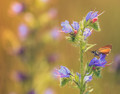 Flower Surfing