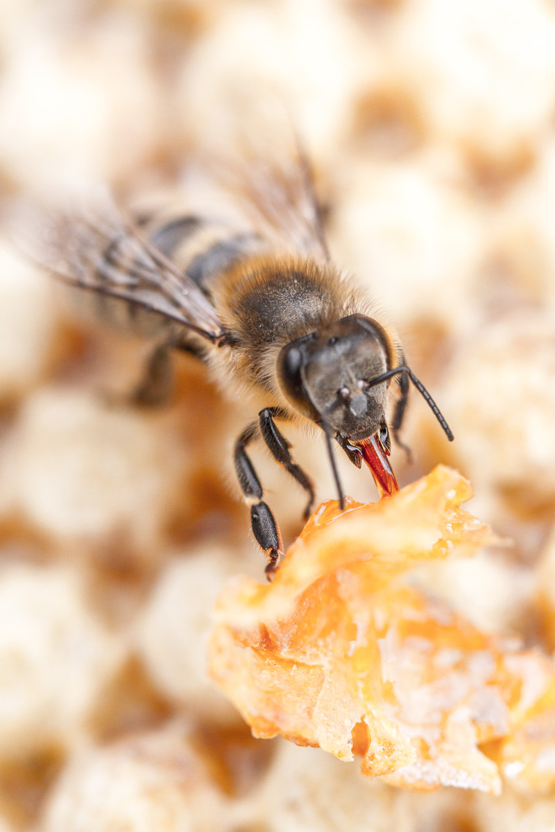 Bee