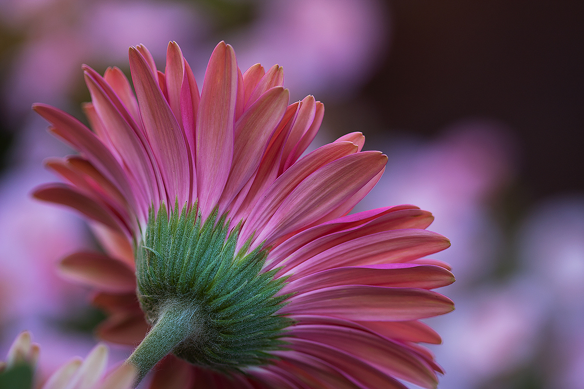 Pretty in Pink