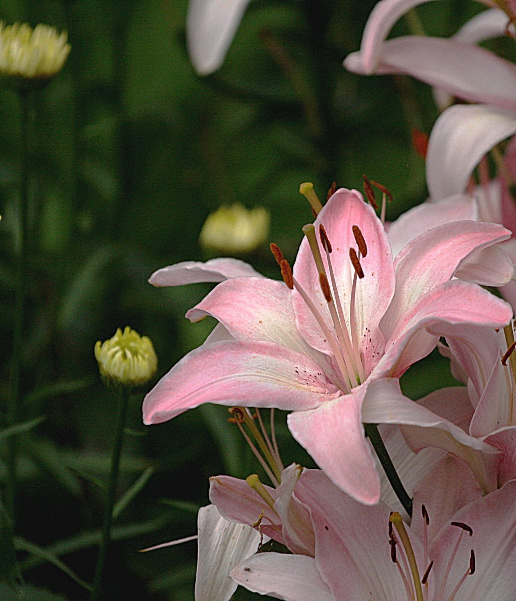 Lilies