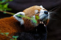 I am redpanda