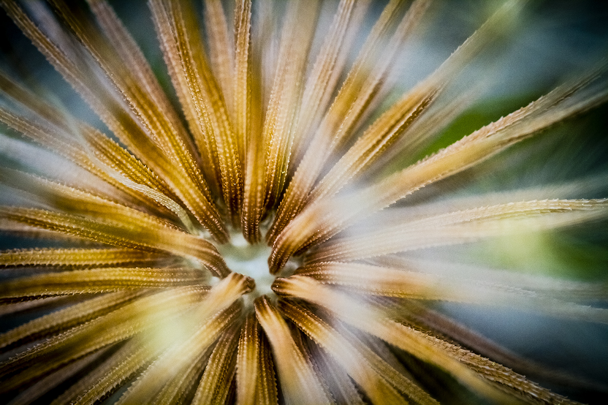 Burst of Color