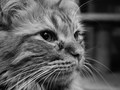 Third of a Cat, Ruling