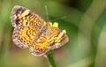 Brush-Footed Butterfly