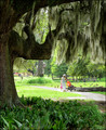 Under The Oaks