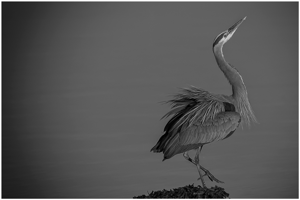 Morning Dance