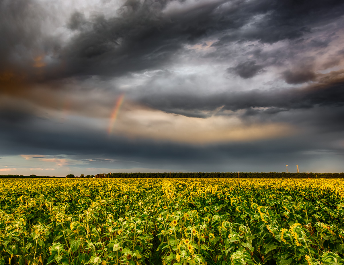 Sunflowers and Rainbows 