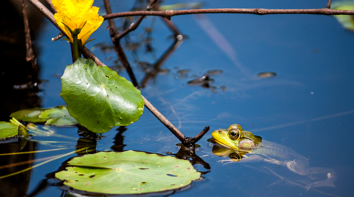 Rrrrrrrribbit!