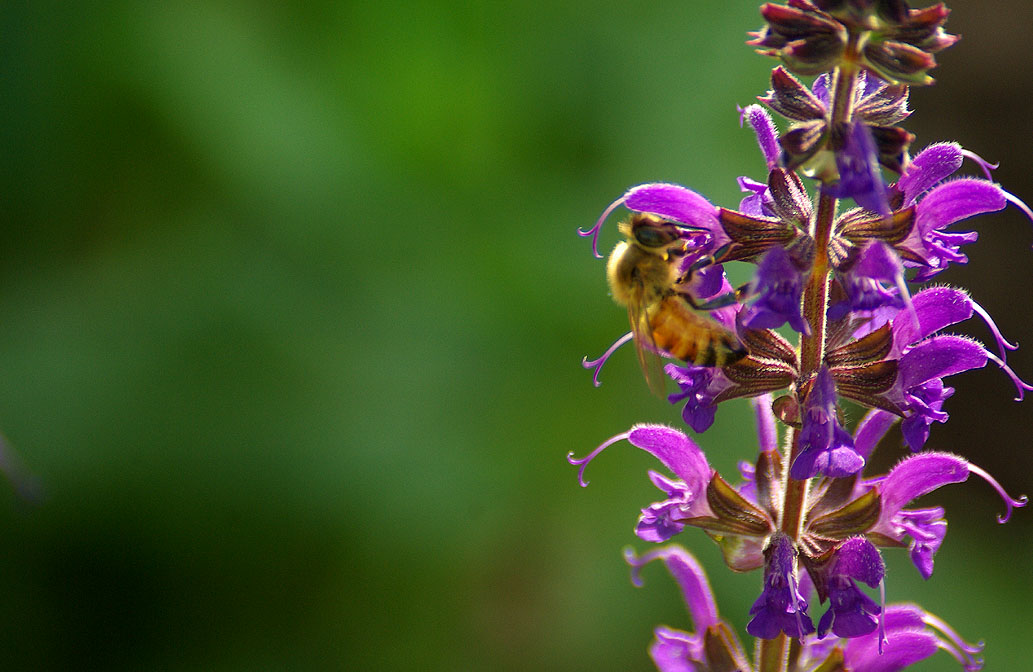 Bee on Purple Flower