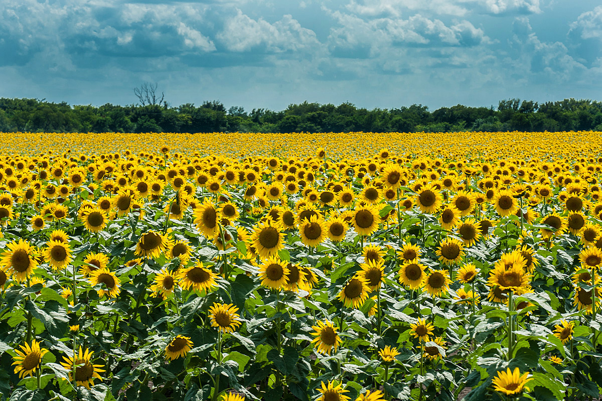 Sunflowers