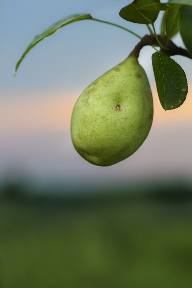 Pear at Sunset