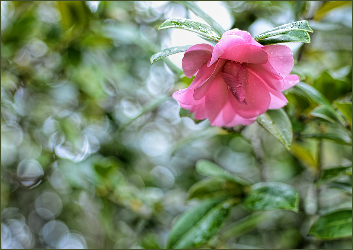 First Bloom