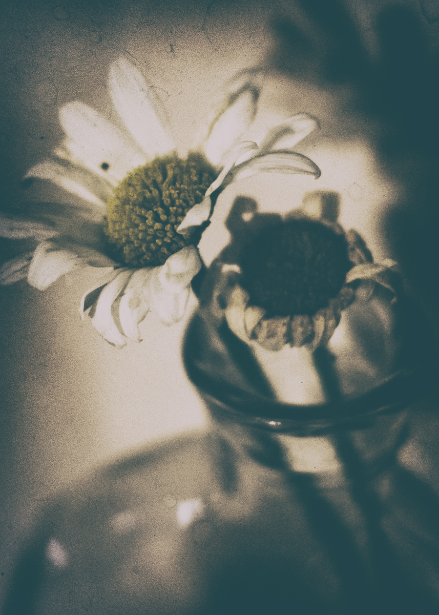 Shadows of Life