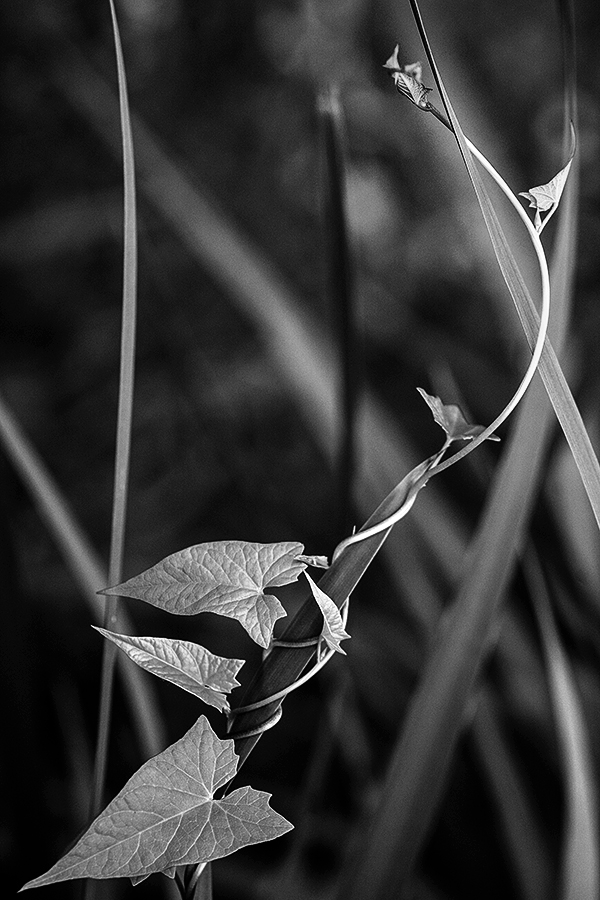 Leading Vines (aka Leading Lines) 