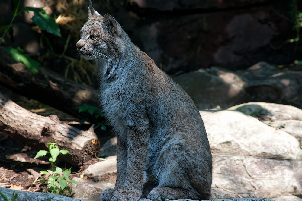 Canadian Lynx 