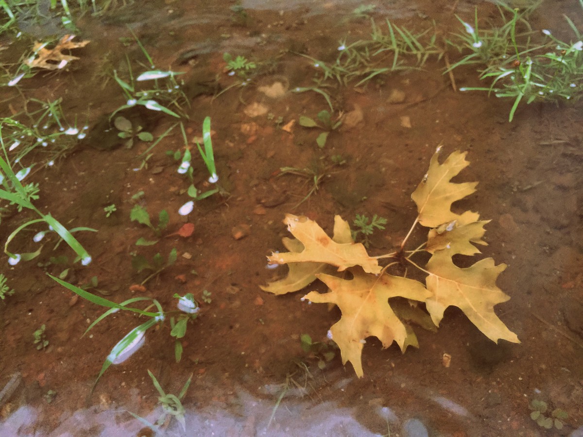 Maple and rain