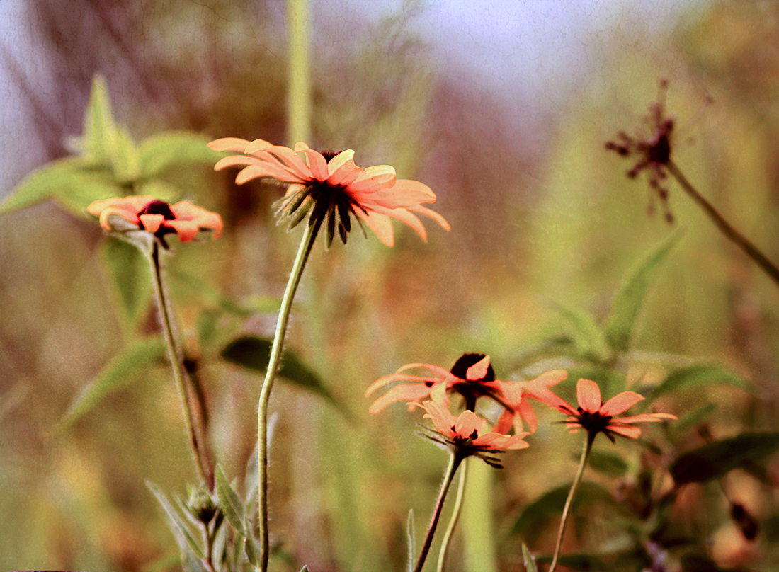 Canada is....endless fields of wildflowers