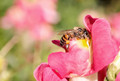 Honey-Making - It's The Bee's Knees!