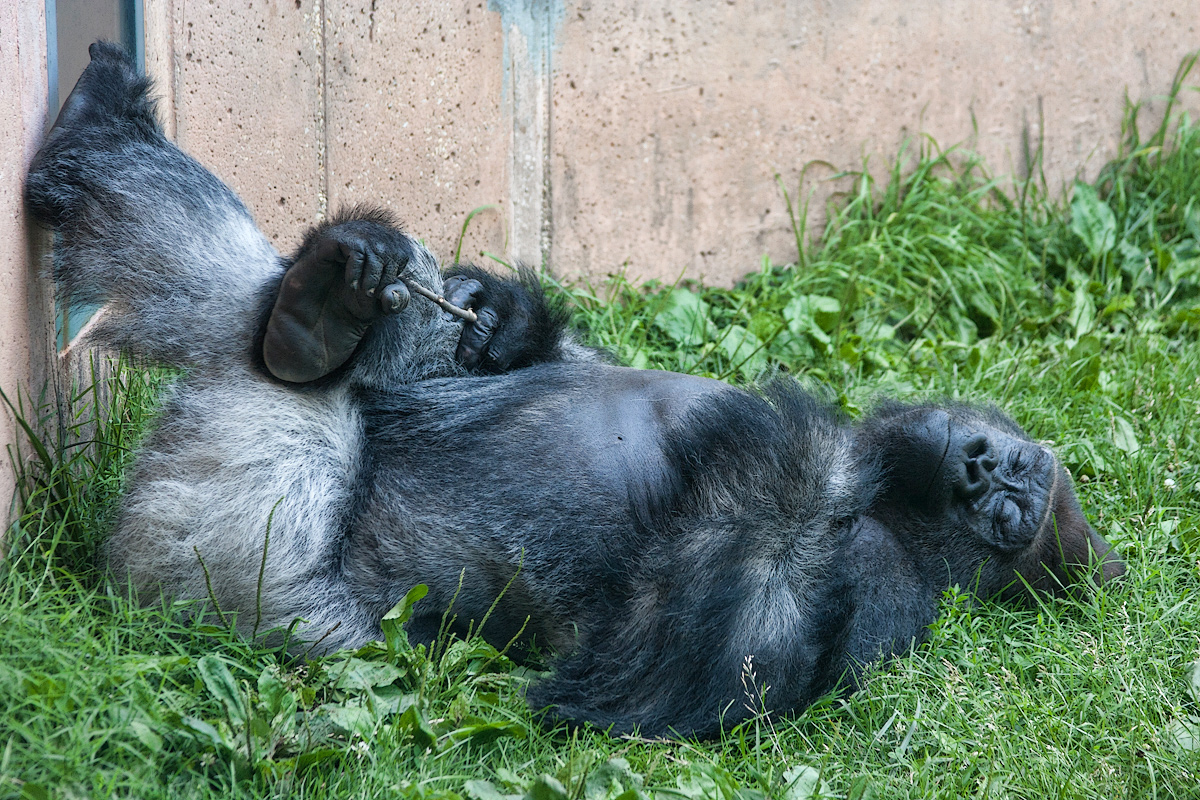  Lazing on a sunny afternoon