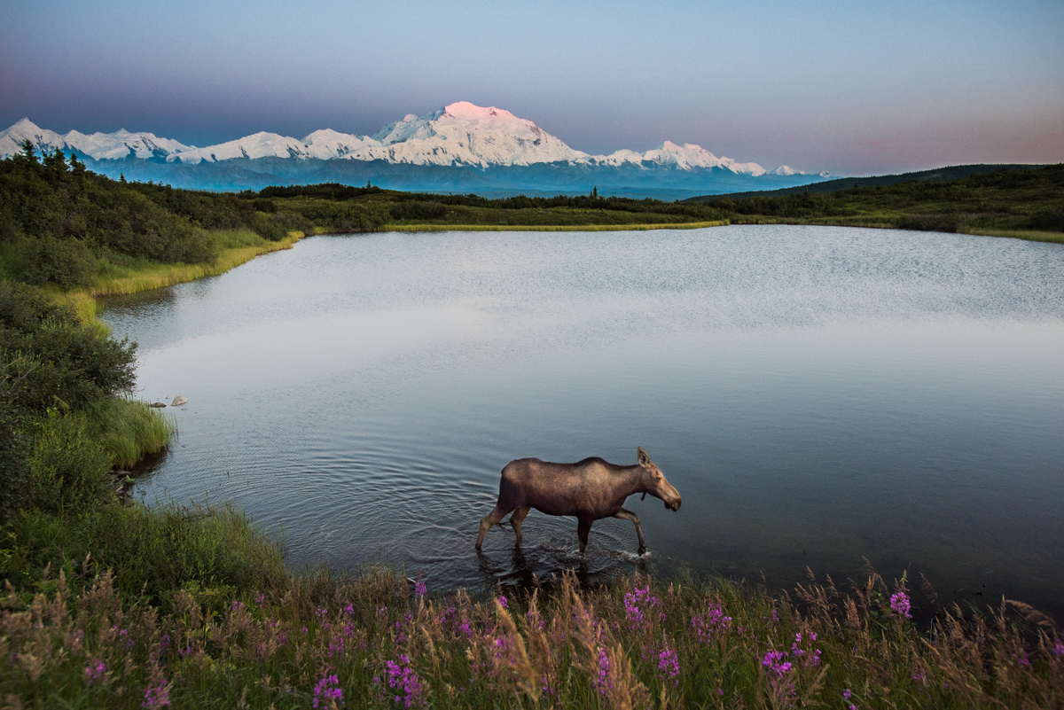 Moose and Mountain