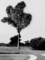 The Rare Carolina Kale Tree