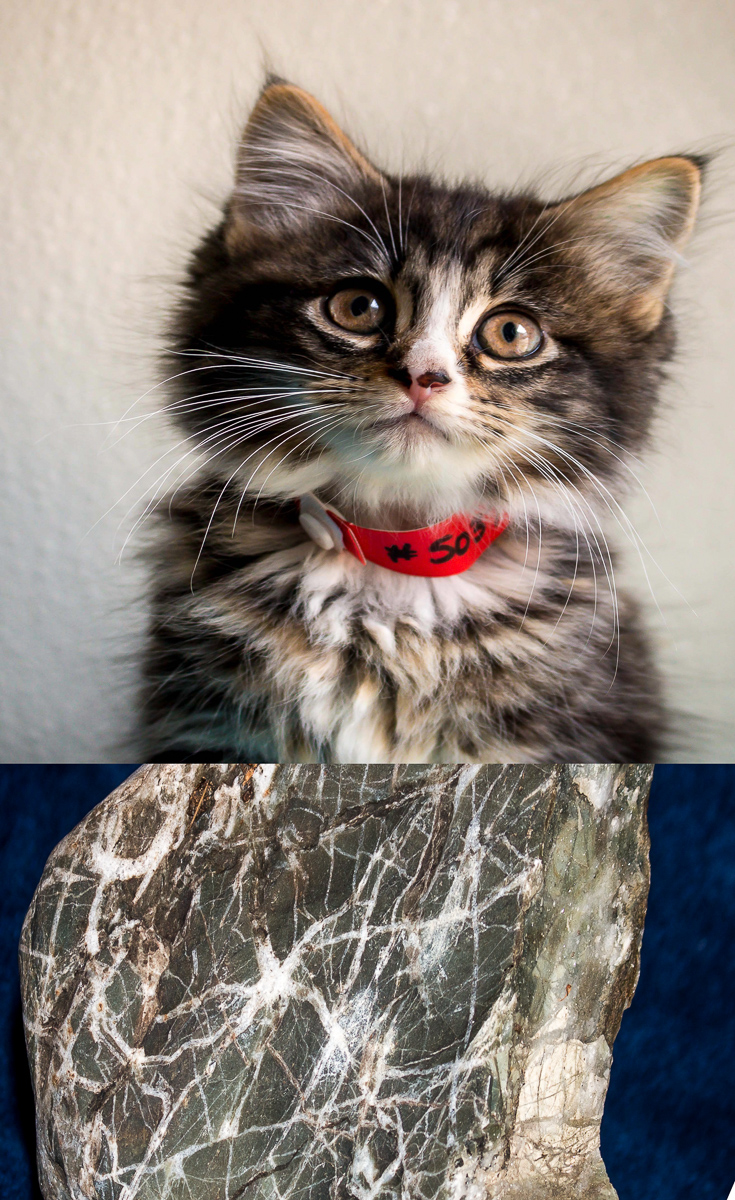 Rock Bottom Kitten