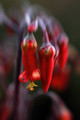 Not a Chilli Pepper
