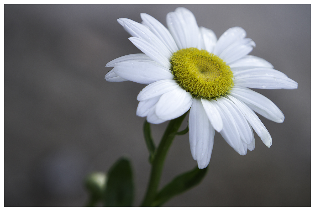 daisy