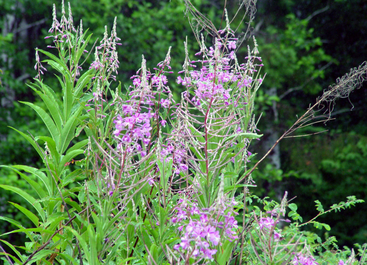 Forest bouquet